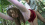 Amateur,Other - 1